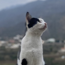 صَفيّھ العسيري