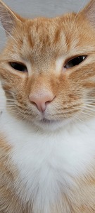 Carlos