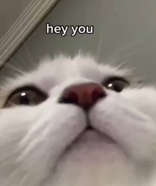 Calico