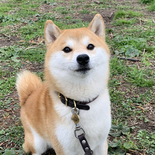 Meko Huang