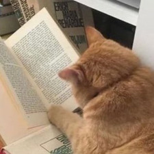 Amna ༊࿐ ͎. ｡˚ ° ⊹ ˚.