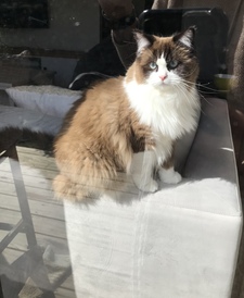 Angelina