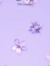 honeybug_