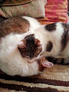 Pokątnik Złowieszczek