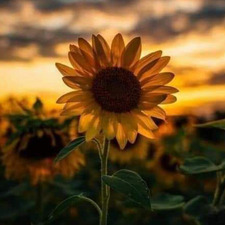 &#x1d4ae;&#x1d4b6;&#x1d4b7;&#x1d4c7;&#x1d452;&#x1d452;&#x1d4c3; &#x1d4b7;&#x1d45c;&#x1d45c;&#x1d4c0;&#x1d4c8;