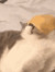 Cheesy-Cat