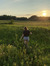 Meadow ...