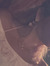 Shay