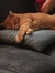 Eline