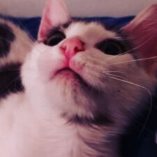 Camilo