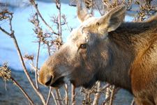 Maple Moose