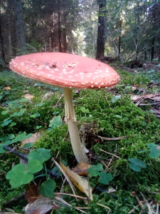 mervnslyme