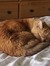 Josephine