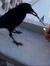 Crow