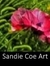 Sandie Coe