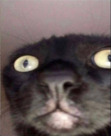 Timo