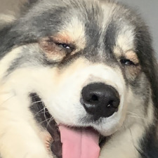 Jaz