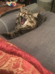 Zoey