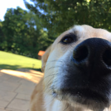 Dylan 