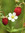 Wildstrawberry