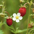 Wildstrawberry