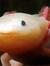Baby Axolotl