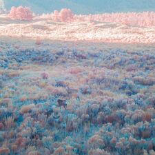 多米妮可 Dominique