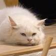 Tùng
