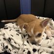 LazyLucy