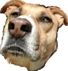 Ava