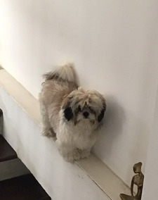 Talya