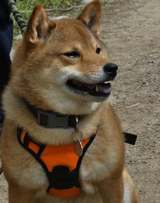 Kyasarin