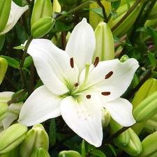 Lily