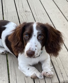 Elaine Hague Wallick