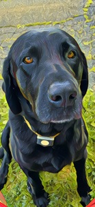 Neville