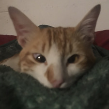 غالية إغبارية