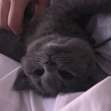 Binnaz