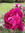 member photo member photo