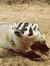 OkieBadger