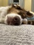 Molly