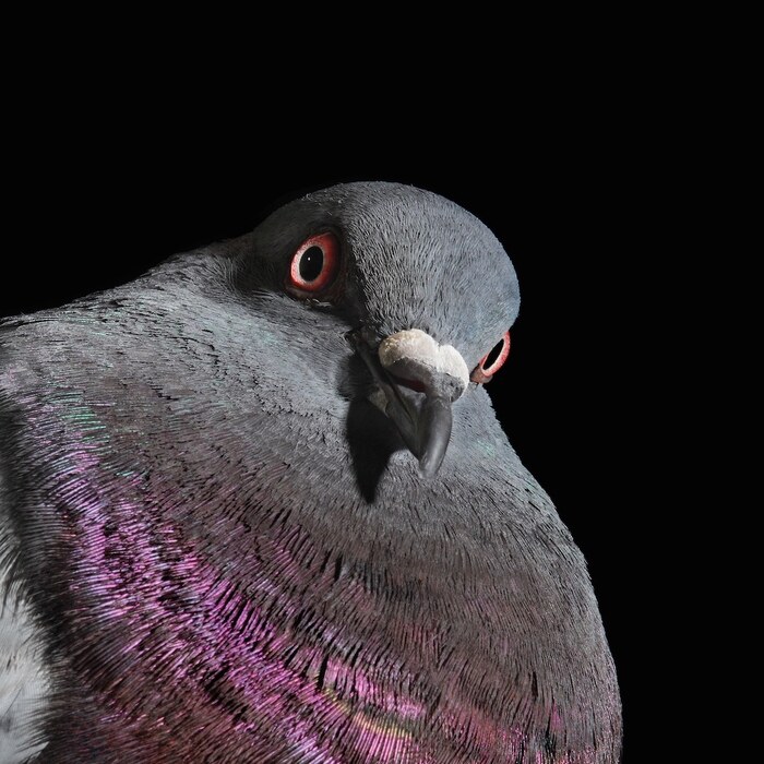 Goodreads profile picture for @pigeons