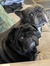 gums11
