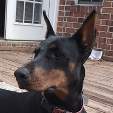 Mav