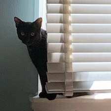 Lori