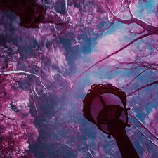 Nimphadora the Book Maiden