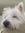 Westiemom | 35 comments