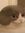 Ønoffo