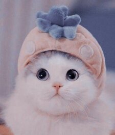 แมวเกียจคร้านตัวหนึ่ง