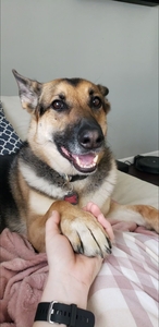 Tara