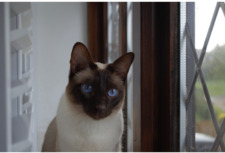 Magicflyingcats